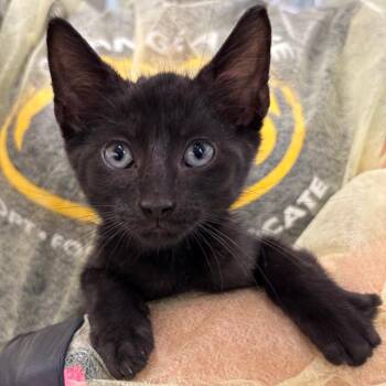 Fairbanks -  Domestic Short Hair Cat for Adoption in West Palm Beach, Florida - Fairbanks | PetCurious