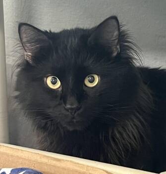 Domestic Long Hair Cats Available for Adoption in Mendham, New Jersey - Sloan | PetCurious