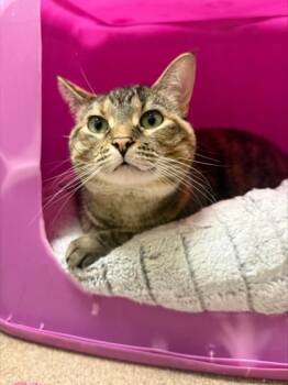 Torbie Cats Available for Adoption - Sage - Loves Attention! | PetCurious
