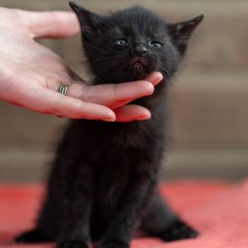 Rescue Domestic Short Hair Cats for Adoption in Mount Vernon, Indiana - Parsley | PetCurious