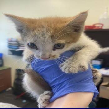 Carrot -  Domestic Short Hair Cat for Adoption in Grantsville, Utah - Carrot | PetCurious
