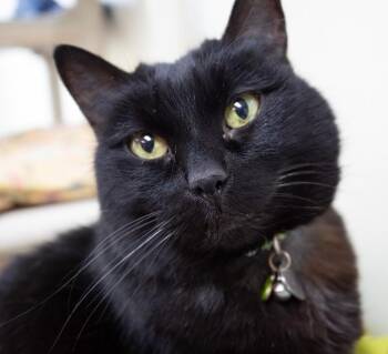 Domestic Short Hair Cats Available for Adoption in Arlington, Washington - Luna (Jenny) | PetCurious