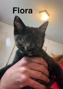 Domestic Short Hair Cats Available for Adoption in Millerstown, Pennsylvania - FLORA | PetCurious