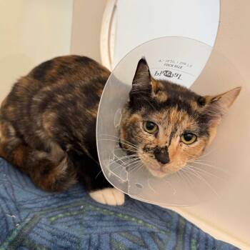 Frankie Stein -  Domestic Short Hair Cat for Adoption in Beaumont, Texas - Frankie Stein | PetCurious
