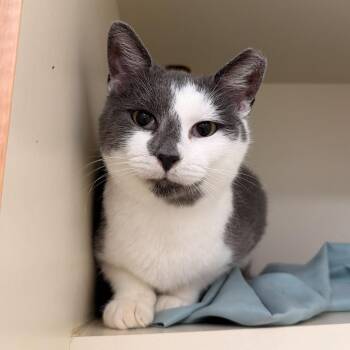 Bruno -  Domestic Short Hair Cat for Adoption - Bruno | PetCurious