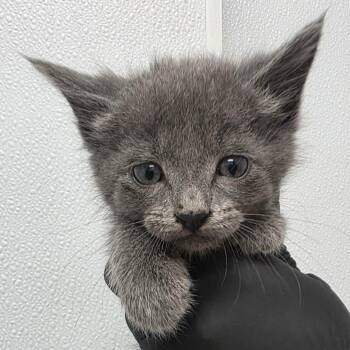 Crobat -  Domestic Short Hair Cat for Adoption in Abilene, Texas - Crobat | PetCurious