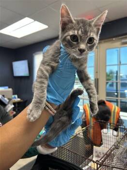 JEFF -  Domestic Short Hair Cat for Adoption in San Antonio, Texas - JEFF | PetCurious