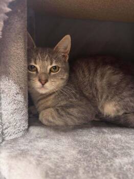 Velma -  Domestic Short Hair Cat for Adoption in Breinigsville, Pennsylvania - Velma | PetCurious