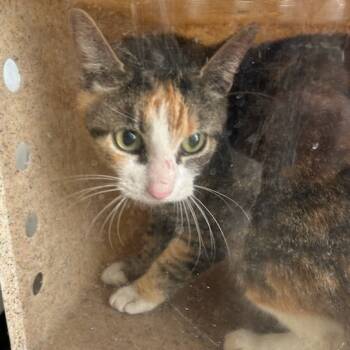 Rescue Domestic Short Hair Cats for Adoption in Carlyle, Illinois - ACON-Stray-11060 | PetCurious