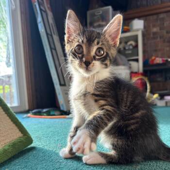 Bear Pounce 56122 -  Domestic Short Hair Cat for Adoption in Eaton Rapids, Michigan - Bear Pounce 56122 | PetCurious