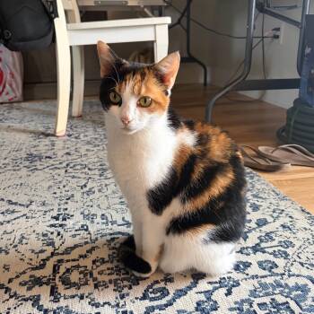 COURTESY POST - Coco -  Domestic Short Hair Cat for Adoption in Queenstown, Maryland - COURTESY POST - Coco | PetCurious