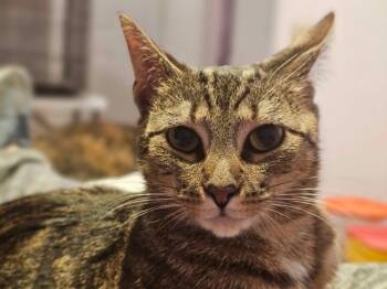 Rescue Domestic Short Hair Cats for Adoption in Shawnee, Kansas - Pixie | PetCurious