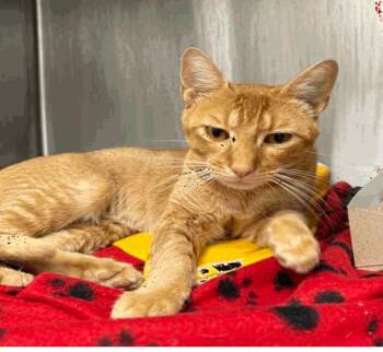 Bugle Finger Hat -  Domestic Short Hair Cat for Adoption in Cincinnati, Ohio - Bugle Finger Hat | PetCurious