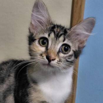 Dana -  Domestic Short Hair Cat for Adoption in Jupiter, Florida - Dana | PetCurious