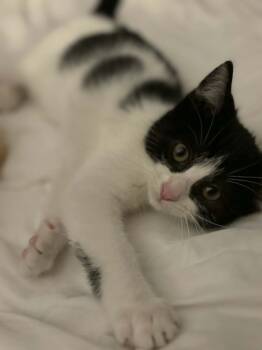 Rescue Domestic Short Hair Cats for Adoption in Minneapolis, Minnesota - Maddox | PetCurious