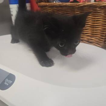 Domestic Short Hair Cats Available for Adoption in Milton, Florida - Simpson | PetCurious