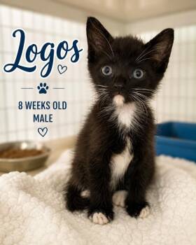 Logos -  Domestic Short Hair Cat for Adoption in Kingsland, Georgia - Logos | PetCurious