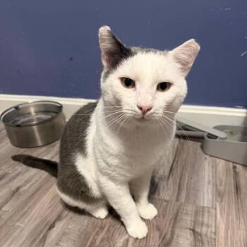 Hiss-ter Rogers -  Domestic Short Hair Cat for Adoption in Lyndhurst, Virginia - Hiss-ter Rogers | PetCurious