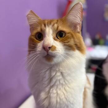 Domestic Medium Hair Cats Available for Adoption in Los Angeles, California - Capybara | PetCurious