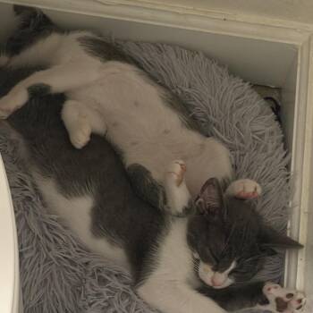 Mochi -  Domestic Short Hair Cat for Adoption in Redwood City, California - Mochi | PetCurious