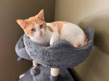 Jasper -  Domestic Short Hair Cat for Adoption in St. Peters, Missouri - Jasper | PetCurious