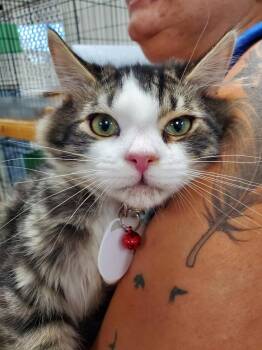 Clyde -  Domestic Short Hair Cat for Adoption in Rome, Georgia - Clyde | PetCurious