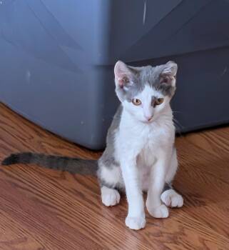 Rescue Domestic Short Hair Cats for Adoption in Mokena, Illinois - Fonzi | PetCurious
