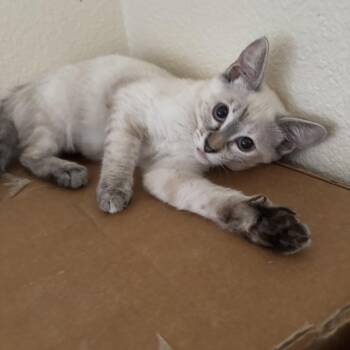 Luna -  Siamese and Domestic Short Hair Cat for Adoption in Antioch, California - Luna | PetCurious