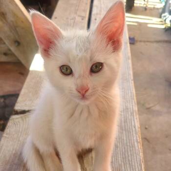 Larry -  Domestic Short Hair Cat for Adoption in Ogden, Utah - Larry | PetCurious