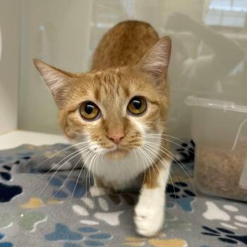 Faith -  Domestic Short Hair Cat Available for Adoption in Beaumont, Texas - Faith | PetCurious