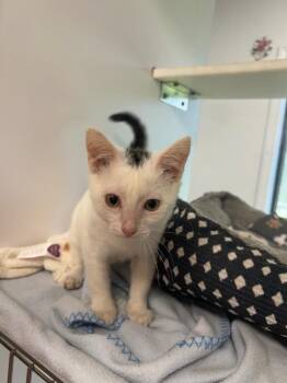 Cola -  Domestic Short Hair Cat for Adoption in Carthage, Missouri - Cola | PetCurious