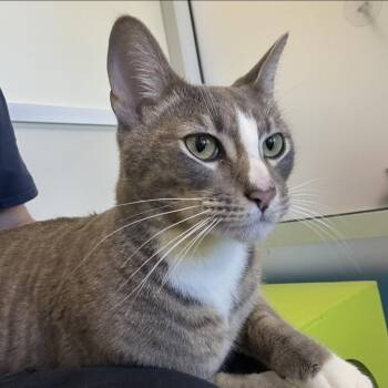 Domestic Short Hair Cats Available for Adoption in Burlingame, California - Gary | PetCurious