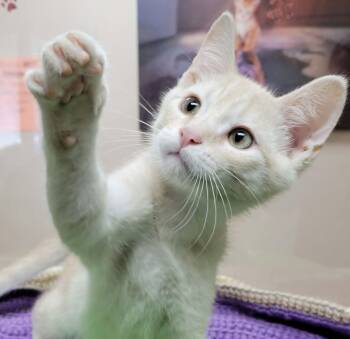 Norman -  Domestic Short Hair Cat for Adoption in Portage, Wisconsin - Norman | PetCurious