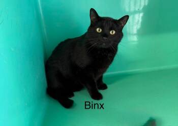 Domestic Short Hair Cats Available for Adoption - Binx | PetCurious