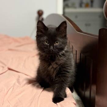 Domestic Short Hair Cats Available for Adoption in West Palm Beach, Florida - Simon | PetCurious