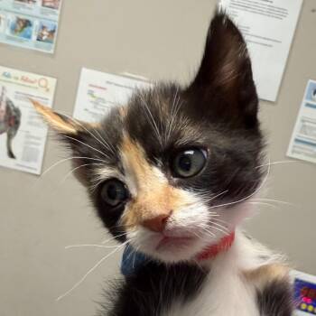Domestic Short Hair Cats Available for Adoption in Yuma, Arizona - Rivet | PetCurious
