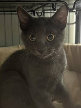 Lark -  Domestic Short Hair Cat for Adoption in Mount Laurel Township, New Jersey - Lark | PetCurious