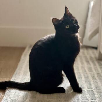 Domestic Short Hair Cats Available for Adoption in Houston, Texas - Gemma | PetCurious