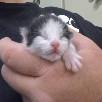 Domestic Short Hair Cats Available for Adoption in Ardmore, Oklahoma - Poppy | PetCurious