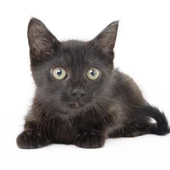 Midnight -  Domestic Short Hair Cat for Adoption in Franklin, Tennessee - Midnight | PetCurious