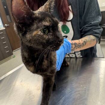 Rescue Domestic Short Hair Cats for Adoption in Oak Park, Illinois - Gretchen Wieners | PetCurious