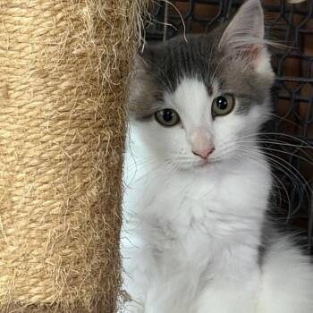 Portobello -  Domestic Medium Hair Cat for Adoption in Gainesville, Florida - Portobello | PetCurious