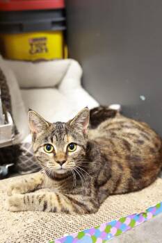Rescue Domestic Short Hair Cats for Adoption in Loogootee, Indiana - Snickers | PetCurious