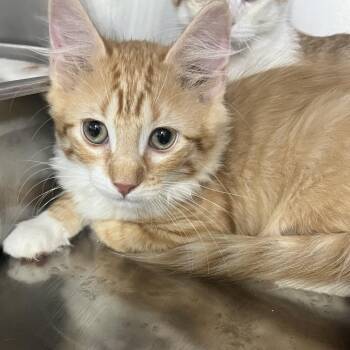 Cairo -  Domestic Short Hair Cat for Adoption in Idaho Falls, Idaho - Cairo | PetCurious