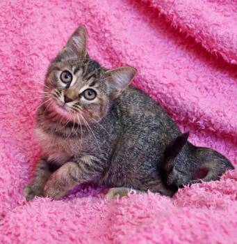 Rescue Tabby Cats for Adoption in St. Augustine, Florida - Juliet | PetCurious