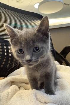 Oaklynn -  Domestic Short Hair Cat for Adoption in Westland, Michigan - Oaklynn | PetCurious