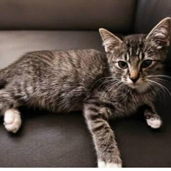Boggle -  Domestic Short Hair Cat for Adoption in Victoria, British Columbia - Boggle | PetCurious