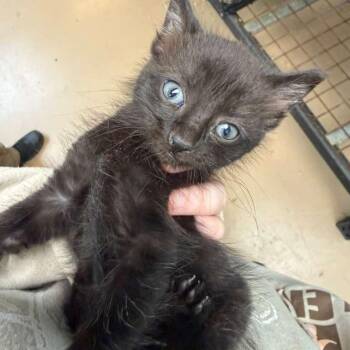 Domestic Medium Hair Cats Available for Adoption in Gadsden, Alabama - Tar | PetCurious