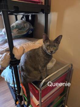 Queenie -  Russian Blue and Domestic Medium Hair Cat for Adoption in Winnipeg, Manitoba - Queenie | PetCurious