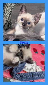 Beezy -  Siamese Cat for Adoption in Oakley, California - Beezy | PetCurious